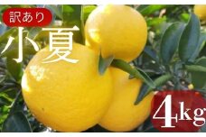 【先行予約】 【数量限定】 訳あり 小夏 4kg 日向夏 ニューサマーオレンジ 土佐小夏 家庭用 産地直送 みかん 柑橘 オレンジ 数量 高知県 室戸市 農家直送 果物 フルーツ