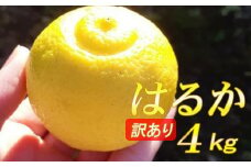 【先行予約】【数量限定】　訳あり はるか 4kg サラダみかん 春待つみかん  家庭用 柑橘 産地直送 みかん 柑橘 日向夏 高知県 室戸市 果物 フルーツ 爽やか 甘み