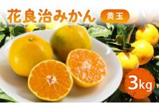 【12月中旬より出荷開始】 数量限定 花良治みかん 黄玉 3kg ケラジ ミカン 柑橘 果物 くだもの 季節限定 期間限定 数量限定 旬 限定 国産 贈答 ギフト 贈り物 プレゼント 高知県 室戸市