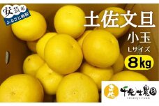31-03 千光士農園の土佐文旦 小玉Lサイズ 8kg