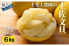 31-02 千光士農園の土佐文旦 中玉 6kg
