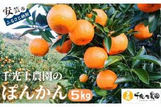 31-05 千光士農園のポンカン 5kg