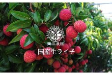 【先行受付開始！令和7年産】0.-(15)メリーガーデンの生ライチ