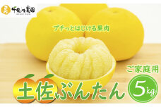 【 先行予約受付 】【 R8年発送 】 土佐文旦 5kg 訳あり 家庭用 ( スレ キズ あり )  フルーツ 果物 柑橘 期間限定 季節限定 旬 文旦 ぶんたん ブンタン 産地直送 お取り寄せ おいしい 千光士農園 高知県産 高知県安芸市