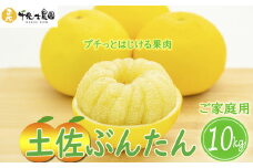 【 先行予約受付 】【 R8年発送 】 土佐文旦 10kg 訳あり 家庭用 ( スレ キズ あり )  フルーツ 果物 柑橘 期間限定 季節限定 旬 文旦 ぶんたん ブンタン 産地直送 お取り寄せ おいしい 千光士農園 高知県産 高知県安芸市