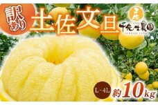 【 先行予約受付 】【 R8年発送 】 土佐文旦 L~4L 約10kg 訳あり