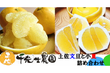 31-10 千光士農園 土佐文旦と小夏詰め合わせ（ご家庭用）