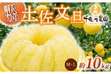 【 先行予約受付 】【 R8年発送 】 土佐文旦 M~L 約10kg 訳あり