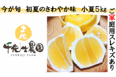 31-13 千光士農園の小夏 5kg（ご家庭用スレキズあり）