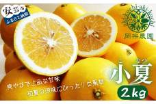 【先行予約】【令和8年産】 小夏 2kg フルーツ 果物 みかん 期間限定 季節限定 旬 柑橘 家庭用 自宅用 ギフト プレゼント 贈答 贈答用 こなつ 日向夏 ニューサマーオレンジ オレンジ デザート スイーツ アレンジ ゼリー ジャム ケーキ メリーガーデン 高知県産 高知県安芸市