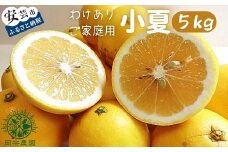 訳あり 小夏 5kg 家庭用 フルーツ 果物 みかん 期間限定 季節限定 旬 柑橘 自宅用 ご家庭用 訳アリ こなつ 日向夏 ニューサマーオレンジ オレンジ デザート スイーツ アレンジ ゼリー ジャム ケーキ メリーガーデン 高知県産 高知県安芸市
