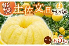 【 先行予約受付 】【 R8年発送 】 土佐文旦 M~L 約5kg 訳あり 