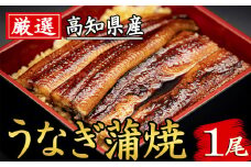 91-02 厳選！！高知県産うなぎ（1尾）