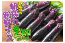 100-01　≪朝採れ新鮮！まっことうまいぜよ≫高知県安芸市産ナス　2㎏