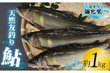 18-17　天然友釣り鮎　約1kg 