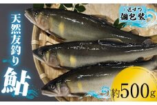 18-16 天然友釣り鮎　約500ｇ