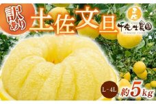 【 先行予約受付 】【 R8年発送 】 土佐文旦 L~4L 約5kg 訳あり