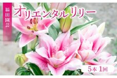 ユリ（オリエンタルリリー）5本セット