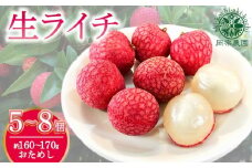 【先行受付開始！令和8年産】 生ライチ 5個 ～ 8個 お試し ライチ フルーツ 果物 くだもの 季節限定 期間限定 数量限定 旬 限定 国産 贈答 ギフト 贈り物 プレゼント デザート スイーツ アレンジ メリーガーデン 高知県安芸市