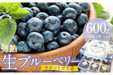 【農家直送】完熟生ブルーベリー（ラビットアイ系）600g（100ｇ×6パック） | 2026年発送 ブルーベリー フルーツ 果物 厳選 人気 デザート ギフト プレゼント 贈り物 くだもの 旬 甘い 先行予約 産地直送 小分け 冷蔵 期間限定 季節限定 おすすめ 高知県 南国市