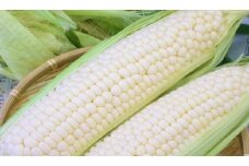 南国フルーツコーン　ホワイト種　5本セット【野菜 やさい 食品 人気 おすすめ 】