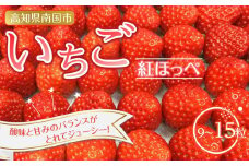先行予約 いちご 紅ほっぺ 贈答品 1箱（1パック：9～15粒） 2026年1月発送開始 | 高級 厳選 こだわり 贅沢 贈り物 ギフト プレゼント 限定 お取り寄せ 苺 いちご 果物 くだもの フルーツ 人気 旬 甘い 大粒 高糖度 産地直送 期間限定 高知県 南国市