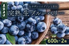【農家直送】完熟生ブルーベリー（サザンハイブッシュ系）600g×2箱 | 2026年発送 早期予約 ブルーベリー フルーツ 果物 厳選 人気 デザート ギフト プレゼント 贈り物 くだもの 旬 甘い 先行予約 産地直送 小分け 冷蔵 期間限定 季節限定 おすすめ 高知県 南国市