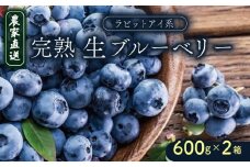 【農家直送】完熟生ブルーベリー（ラビットアイ系）600g×2箱 | 2026年発送 ブルーベリー フルーツ 果物 厳選 人気 デザート ギフト プレゼント 贈り物 くだもの 旬 甘い 先行予約 産地直送 小分け 冷蔵 期間限定 季節限定 おすすめ 高知県 南国市