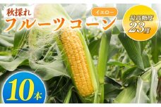 秋採れ 南国フルーツコーン イエロー種 10本 | とうもろこし セット 先行予約 国産 詰合せ 期間限定 数量限定 人気 高知県 南国市