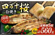 【贈答用】【5回定期便】極上国産うなぎ四万十桜 白焼き約140g×4尾 | うなぎ 鰻 ウナギ 白焼き 定期便 国産 四万十鰻 ウナギ 蒲焼き 調理済み タレ付き 頒布会 ギフト（お歳暮/お正月）高級 お取り寄せ グルメ 食べ比べ 冷凍