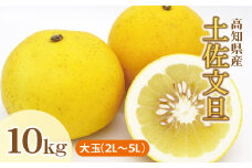 土佐文旦（ぶんたん）（大玉：2L~5L 混合）約10kg【株式会社とさもん（土佐市）】 家庭用 贈答用 文旦 10キロ 約14～21玉 大玉 特大 ぶんたん ブンタン 柑橘 果物 フルーツ お取り寄せ おいしい 美味しい