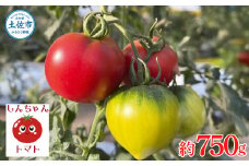 ＜先行予約＞糖度9度以上 フルーツトマト しんちゃんトマト 約750g (小 - 大玉サイズ 10 - 20個) トマト 高糖度 高知県産 ふるーつとまと 甘い 美味しい お取り寄せ