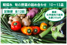 『定期便全12回』栽培期間中に農薬不使用の生姜200gと旬の野菜詰め合わせ10～13品目 野菜 野菜セット 詰め合わせ しょうが ショウガ 旬 新鮮 朝どれ 取り寄せ 定期便 12ヶ月 高知県産