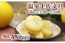 12月発送土佐文旦 文旦 贈答用 約3kg 中玉6個もしくは大玉5個入り ハウス文旦 温室土佐文旦 特選秀品ご贈答用中箱 柑橘 みかん フルーツ ぶんたん ブンタン 果物 お取り寄せ おいしい 美味しい