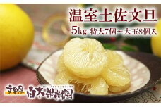 12月発送土佐文旦 温室土佐文旦 特選秀品ご贈答用大箱 約5kg 大玉8個もしくは特大7個入り 文旦 ハウス文旦 大玉サイズ 柑橘 みかん フルーツ ぶんたん ブンタン 果物 お取り寄せ お歳暮 冬ギフト