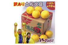 ＼果樹園直送／＜白木果樹園産＞ 訳あり 土佐文旦約10kg B級品 (約15～20個入り) 家庭用