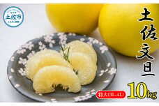 土佐文旦特大(3L-4L)サイズ10kg ぶんたん ブンタン 果物 柑橘 フルーツ お取り寄せ おいしい 美味しい 故郷納税 ふるさとのうぜい 返礼品 高知県 高知
