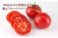濃厚フルーツトマト1kg 糖度8度以上