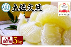 【日本ギフト大賞2024受賞】園主こだわり土佐文旦【化粧箱贈答用：大玉5kg】（3L～2L） 2026年1月下旬より順次発送 ぶんたん ブンタン 柑橘 フルーツ 果物 贈答 ギフト 土佐 高知 やの一果彩