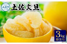 温室土佐文旦　贈答用3kg 先行予約 2025年12月中旬より順次発送 ぶんたん ブンタン 柑橘 フルーツ 果物 贈答 ギフト 土佐 高知 やの一果彩 