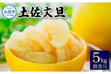 温室土佐文旦　贈答用5kg 先行予約 2025年12月中旬より順次発送 ぶんたん ブンタン 柑橘 フルーツ 果物 贈答 ギフト 土佐 高知 やの一果彩