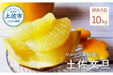 【先行予約】マルツジ果樹園の土佐文旦訳あり品（約10kg）訳あり 文旦 土佐文旦 ぶんたん ブンタン 期間限定 数量限定  2L～4Lサイズ 16～22個 果物 柑橘 フルーツ 高知県産 家庭用 傷