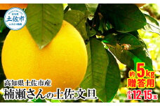 【先行予約】高知県土佐市産 楠瀬さんの土佐文旦 贈答用小玉 約5kg 期間限定 高知 土佐 文旦 ぶんたん ブンタン 柑橘 みかん 果物 5キロ M～Lサイズ 12～15玉 フルーツ 旬 ギフト 常温