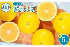 ＜厳選＞自然の息吹をそのままに旨味の塊、露地小夏 約５㎏【高知県土佐市産】 数量限定 小夏 コナツ 果物 柑橘 フルーツ みかん 健康 美容 露地 小夏 ５キロ 新鮮 産地直送 美味しい おいしい