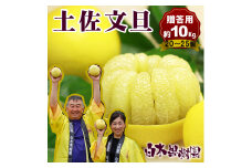 【果樹園直送】土佐文旦特選品贈答用　約10kg　L～2L　（20～25個）　果物　柑橘　フルーツ　ぶんたん　ブンタン　文旦　高知県土佐市　お取り寄せ 産地直送　おいしい 美味しい　返礼品　白木果樹園