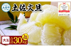 ＜3回定期便＞園主こだわりの土佐文旦　10キロ（18～24玉） 2月～4月にお届け！ 先行予約 定期コース 3ヶ月 ぶんたん ブンタン 柑橘 みかん フルーツ 果物 家庭用 お取り寄せ 土佐 高知