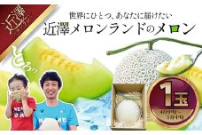 先行予約 メロン １玉入（約1.4kg～1.8kg）青肉 2026年春発送 期間限定 メロン めろん マスクメロン 舐瓜 果物 くだもの フルーツ デザート 旬 ハウス栽培 常温配送
