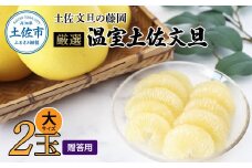 厳選 温室土佐文旦 贈答用木箱入り 大玉 2玉 約600g×2個 ぶんたん ブンタン フルーツ 柑橘 みかん 果物 くだもの 土佐文旦の藤岡 旬 プレゼント ギフト 贈答 贈り物 お歳暮