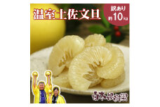 12月発送土佐文旦 温室土佐文旦 2~4L 約10kg 約10キロ(16~20個入り) お得箱 ブンタン ぶんたん 土佐文旦 ハウス文旦 フルーツ 果物 くだもの 柑橘 旬 訳あり わけあり 高知県土佐市産 ご自宅用 ご家庭用 おいしい 甘い