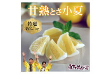 ＜先行予約＞甘熟とさ小夏 約2.7kg S～Lサイズ 特選品 贈答用 果物 柑橘 フルーツ こなつ 小夏 すくも小夏 宿毛小夏 みかん 高知県 土佐市 お取り寄せ 産地直送 おいしい 美味しい ギフト